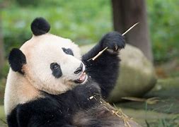 Semua Panda Milik China